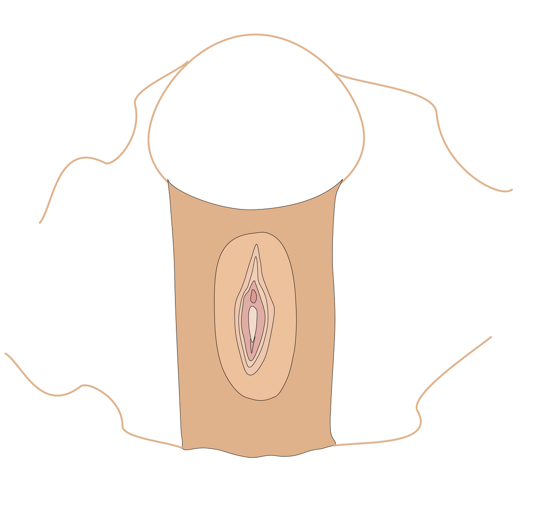 Vagina Prosthetic Front View Vaginaprothese